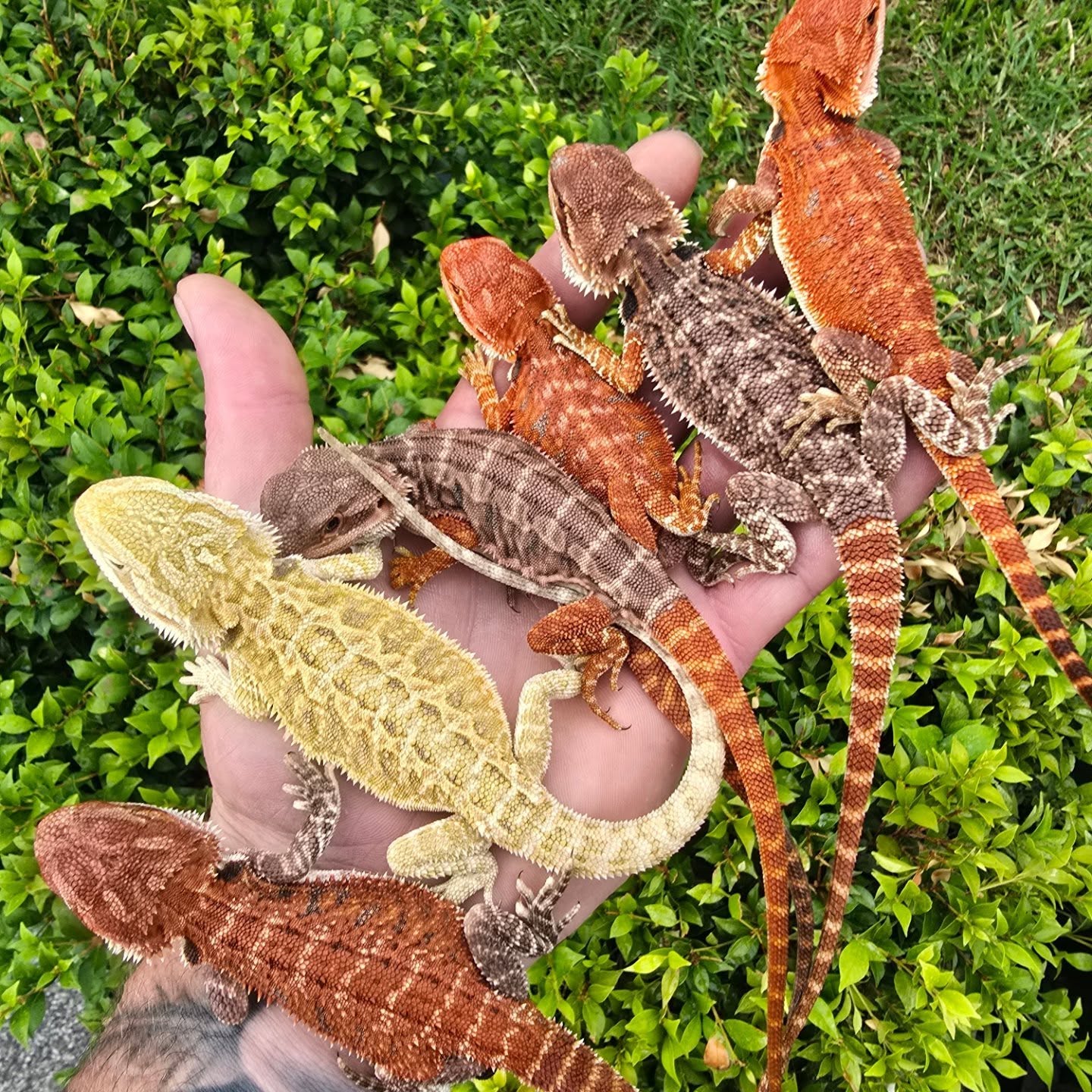 An Overview of Pet Reptiles for Beginners